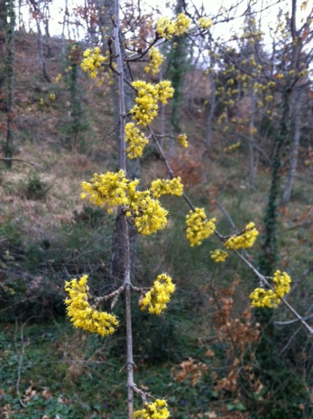 Cornus mas / Corniolo  (Cornaceae)